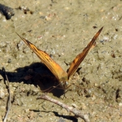 Heteronympha merope at Paddys River, ACT - 18 Nov 2019 11:26 AM