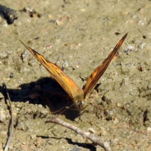 Heteronympha merope at Paddys River, ACT - 18 Nov 2019 11:26 AM