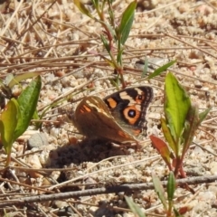 Junonia villida (Meadow Argus) at Paddys River, ACT - 18 Nov 2019 by RodDeb