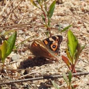 Junonia villida at Paddys River, ACT - 18 Nov 2019