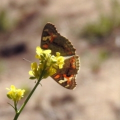 Junonia villida at Paddys River, ACT - 18 Nov 2019