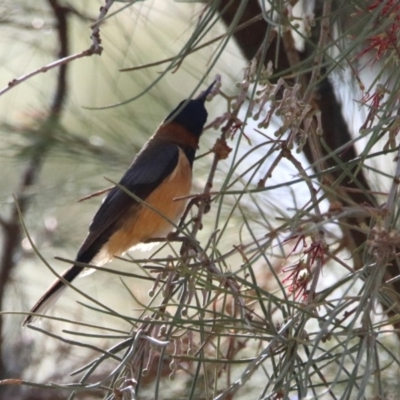 Acanthorhynchus tenuirostris (Eastern Spinebill) at Stony Creek - 18 Nov 2019 by RodDeb