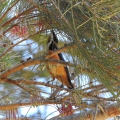 Acanthorhynchus tenuirostris at Stromlo, ACT - 18 Nov 2019 12:43 PM