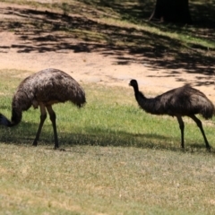 Dromaius novaehollandiae (Emu) at Paddys River, ACT - 18 Nov 2019 by RodDeb