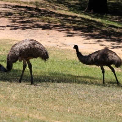 Dromaius novaehollandiae (Emu) at Cotter Reserve - 18 Nov 2019 by RodDeb