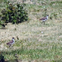 Vanellus miles (Masked Lapwing) at Cotter Reserve - 18 Nov 2019 by RodDeb