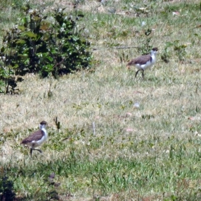 Vanellus miles (Masked Lapwing) at Uriarra Village, ACT - 18 Nov 2019 by RodDeb