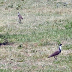 Vanellus miles at Uriarra Village, ACT - 18 Nov 2019