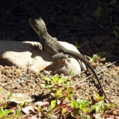 Intellagama lesueurii howittii (Gippsland Water Dragon) at Paddys River, ACT - 18 Nov 2019 by RodDeb