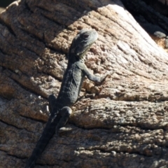 Intellagama lesueurii howittii at Paddys River, ACT - 18 Nov 2019 10:09 AM