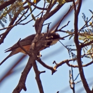 Pachycephala rufiventris at Paddys River, ACT - 18 Nov 2019