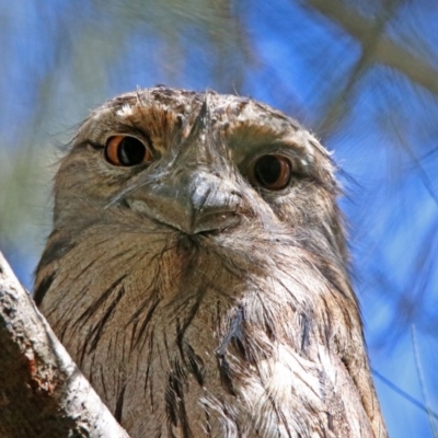 Podargus strigoides (Tawny Frogmouth) at Paddys River, ACT - 17 Nov 2019 by RodDeb