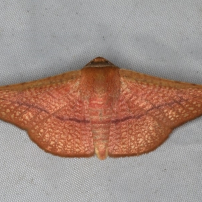 Aglaopus pyrrhata (Leaf Moth) at Rosedale, NSW - 15 Nov 2019 by jb2602