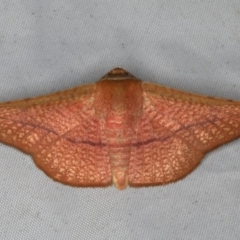 Aglaopus pyrrhata (Leaf Moth) at Rosedale, NSW - 15 Nov 2019 by jbromilow50