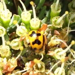 Coccinella transversalis (Transverse Ladybird) at Acton, ACT - 17 Nov 2019 by JanetRussell