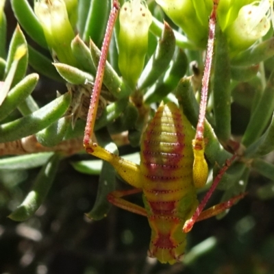 Phaneropterinae (subfamily) (Leaf Katydid, Bush Katydid) at Acton, ACT - 17 Nov 2019 by JanetRussell