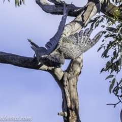 Callocephalon fimbriatum at Deakin, ACT - 9 Nov 2019