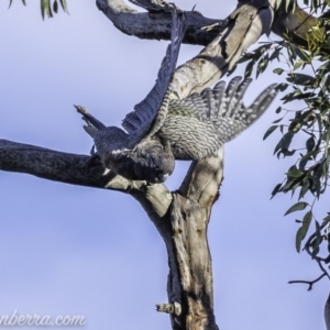 Callocephalon fimbriatum at Deakin, ACT - 9 Nov 2019