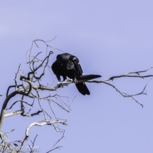 Corvus coronoides at Deakin, ACT - 9 Nov 2019