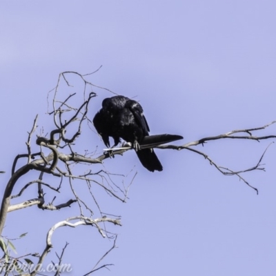 Corvus coronoides (Australian Raven) at Red Hill Nature Reserve - 8 Nov 2019 by BIrdsinCanberra