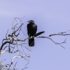 Corvus coronoides at Deakin, ACT - 9 Nov 2019 08:00 AM