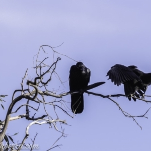 Corvus coronoides at Deakin, ACT - 9 Nov 2019 08:00 AM