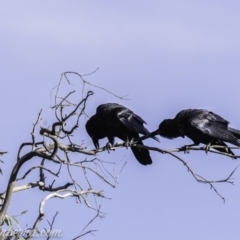 Corvus coronoides at Deakin, ACT - 9 Nov 2019 08:00 AM