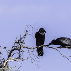 Corvus coronoides at Deakin, ACT - 9 Nov 2019