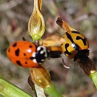 Hippodamia variegata (Spotted Amber Ladybird) at ANBG - 17 Nov 2019 by JanetRussell