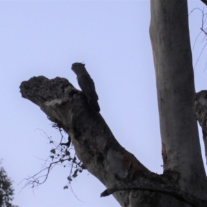 Callocephalon fimbriatum at Deakin, ACT - suppressed