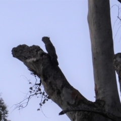 Callocephalon fimbriatum at Deakin, ACT - 19 Nov 2019