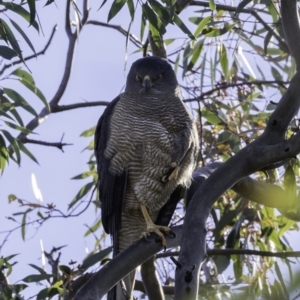 Tachyspiza fasciata at Deakin, ACT - 9 Nov 2019 08:30 AM