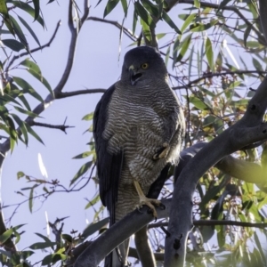 Tachyspiza fasciata at Deakin, ACT - 9 Nov 2019 08:30 AM