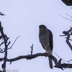 Tachyspiza fasciata at Deakin, ACT - 9 Nov 2019 08:30 AM