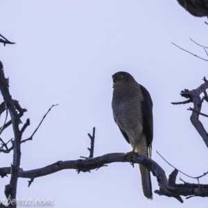 Tachyspiza fasciata at Deakin, ACT - 9 Nov 2019 08:30 AM