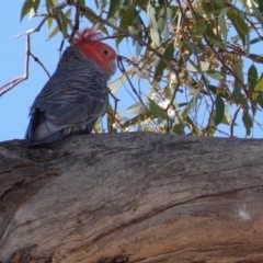 Callocephalon fimbriatum (Gang-gang Cockatoo) at Hughes Grassy Woodland - 19 Nov 2019 by JackyF