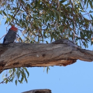 Callocephalon fimbriatum at Hughes, ACT - 19 Nov 2019