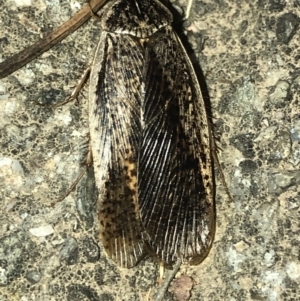 Calolampra sp. (genus) at Aranda, ACT - 19 Nov 2019 08:00 PM