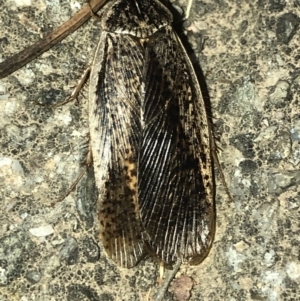 Calolampra sp. (genus) at Aranda, ACT - 19 Nov 2019