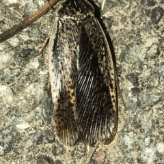 Calolampra sp. (genus) (Bark cockroach) at Aranda, ACT - 19 Nov 2019 by Jubeyjubes