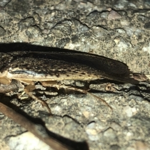 Calolampra sp. (genus) at Aranda, ACT - 19 Nov 2019 08:00 PM