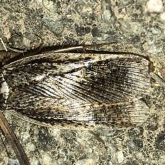 Calolampra sp. (genus) at Aranda, ACT - 19 Nov 2019 08:00 PM