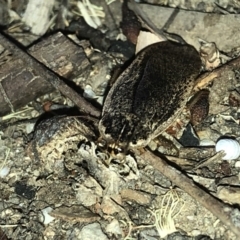 Calolampra sp. (genus) at Aranda, ACT - 19 Nov 2019 08:00 PM