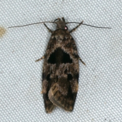 Barea melanodelta (A Barea Moth) at Rosedale, NSW - 15 Nov 2019 by jb2602