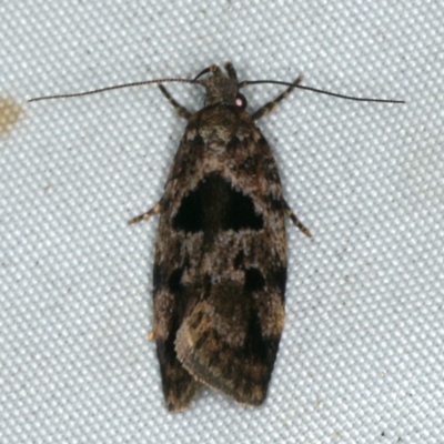 Barea melanodelta (A Barea Moth) at Rosedale, NSW - 15 Nov 2019 by jbromilow50