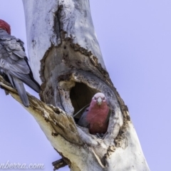 Eolophus roseicapilla (Galah) at Federal Golf Course - 8 Nov 2019 by BIrdsinCanberra