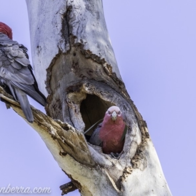 Eolophus roseicapilla (Galah) at Hughes, ACT - 8 Nov 2019 by BIrdsinCanberra