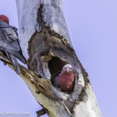 Eolophus roseicapilla at Hughes, ACT - 9 Nov 2019 08:53 AM