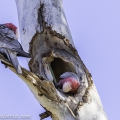 Eolophus roseicapilla at Hughes, ACT - 9 Nov 2019 08:53 AM