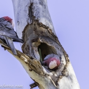 Eolophus roseicapilla at Hughes, ACT - 9 Nov 2019 08:53 AM